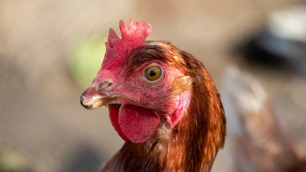 Dwergkip portret op zonnige dag in natuurlicht