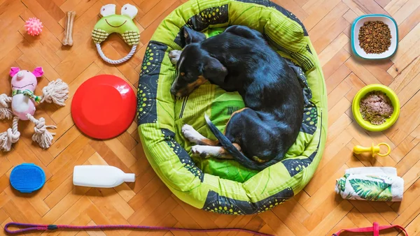 Hond ligt in een hondenmand met alle basisbenodigdheden zoals voerbak, riem, speelgoed en verzorgingsproducten