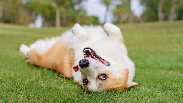 Ontspannen en vriendelijke hond ligt op zijn rug in het gras, geschikt voor een gezinshond