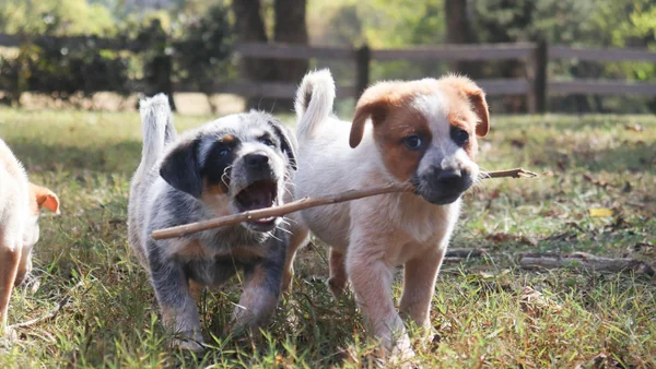 Puppys spelen samen buiten en ontdekken hun omgeving in de eerste levensweken