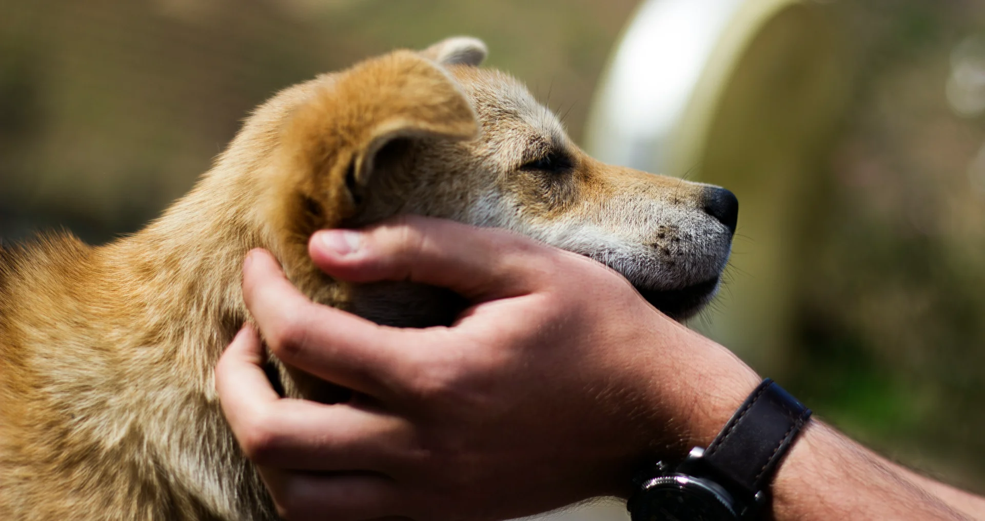 Hond wordt onderzocht tijdens eerste hulp bij ongeluk.