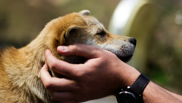 Hond wordt onderzocht tijdens eerste hulp bij ongeluk.