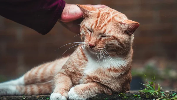 Rustige kat die thuis wordt aangeraakt door een verzorger, passend bij EHBO bij katten en wanneer ingrijpen nodig is.