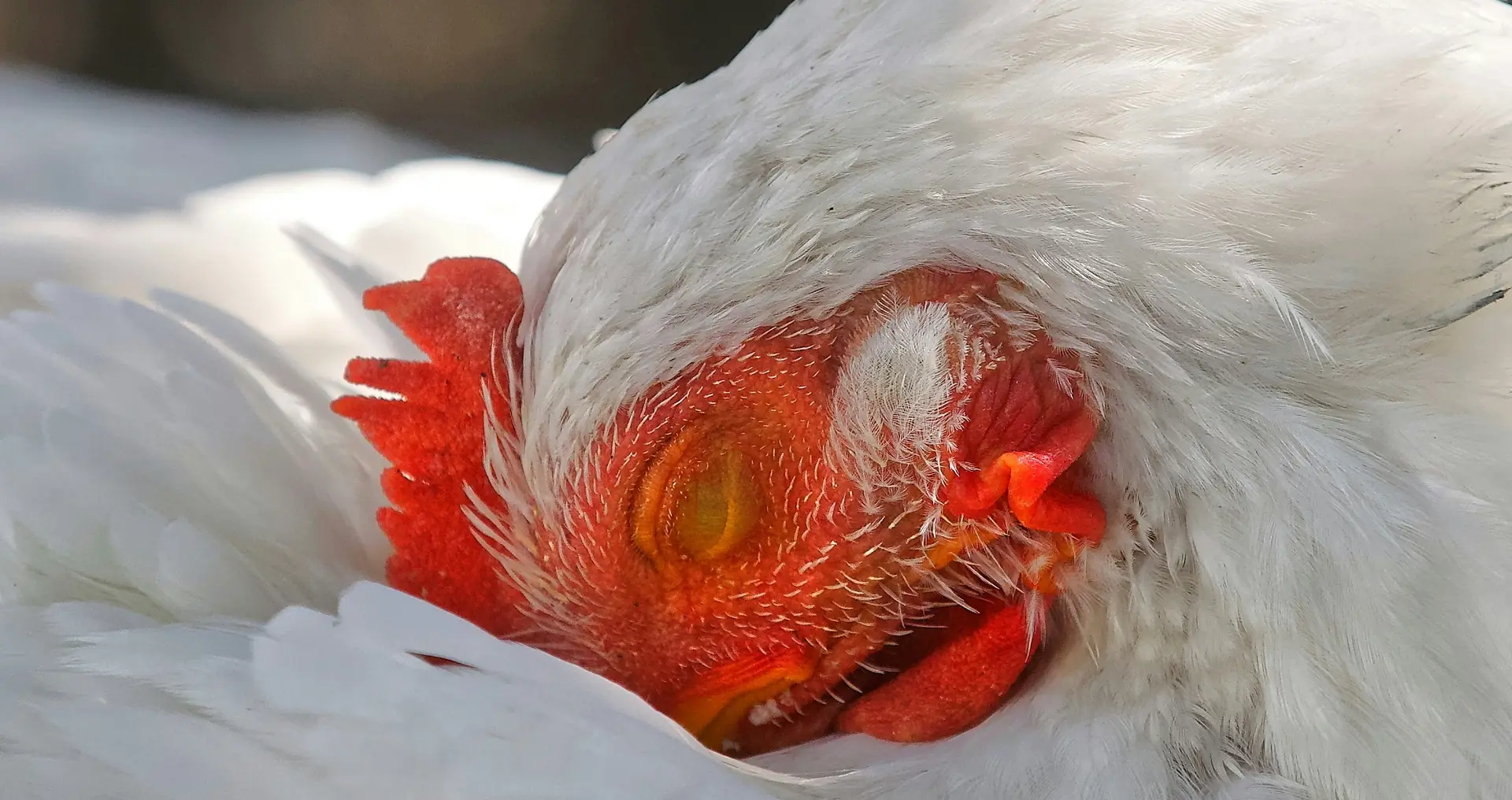 Witte kip met rode ogen staat in de tuin.