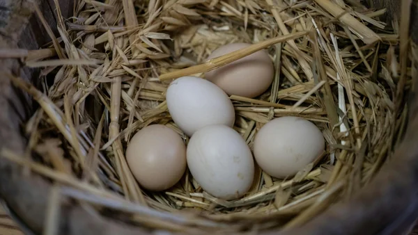 Kippeneieren in een legnest met stro, geschikt om verschillen in eierschaal en mogelijke oorzaken van dunne eierschalen te illustreren