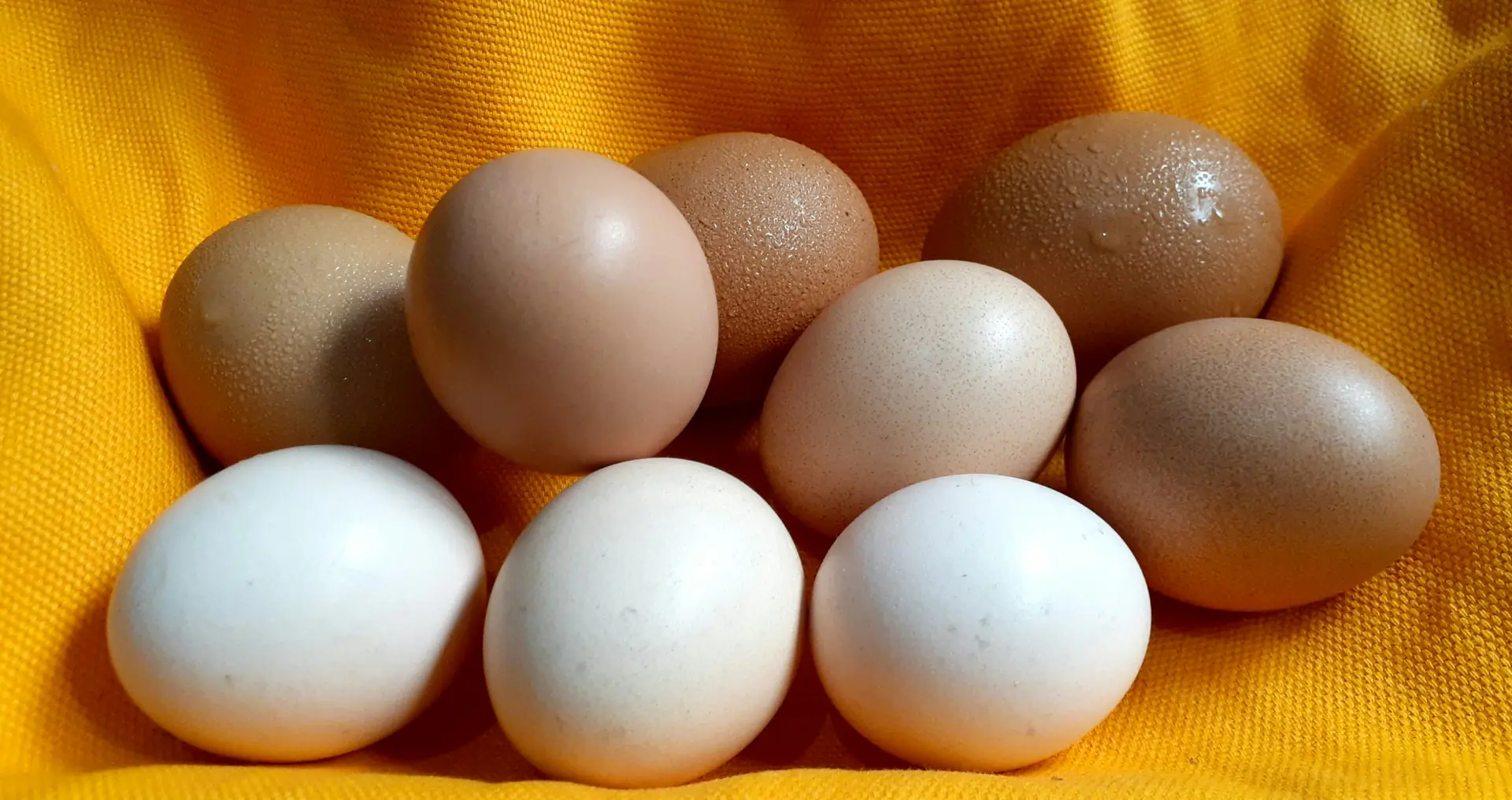 Verse eieren in verschillende bruine en witte tinten op neutrale achtergrond.