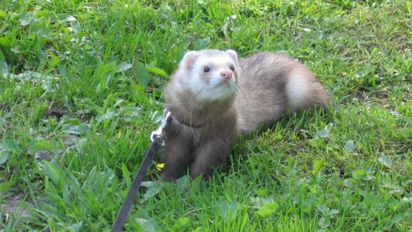 Fret aan een tuigje en lijn in het gras als voorbeeld van veilige uitrusting voor gecontroleerd buitenverblijf