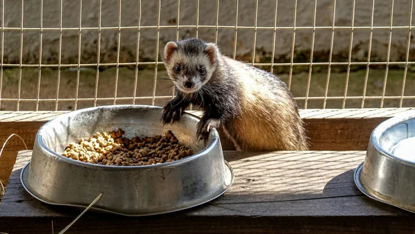 Fret die droge brokjes eet uit een voerbak, passend bij uitleg over geschikte voeding voor fretten