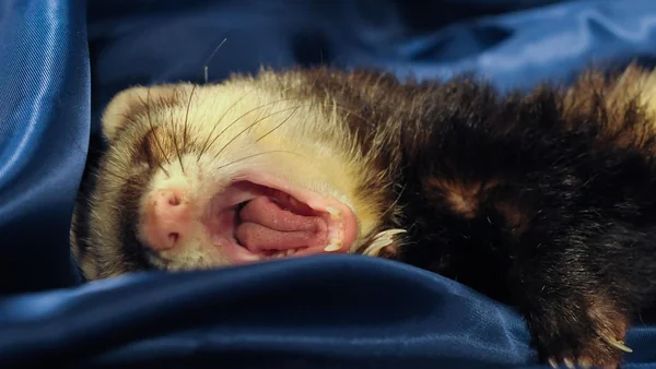 Fret met open bek waarbij tanden en mond zichtbaar zijn, mogelijke signalen van gezondheidsproblemen