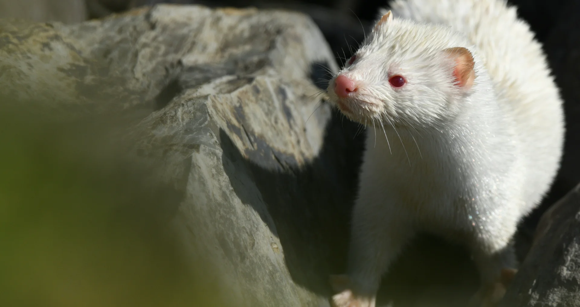 Witte albino fret met rode ogen in close-up
