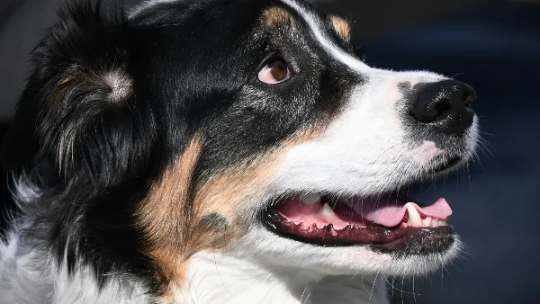 hond laat gebit zien tijdens verzorging passend bij mondhygiëne en tandsteen