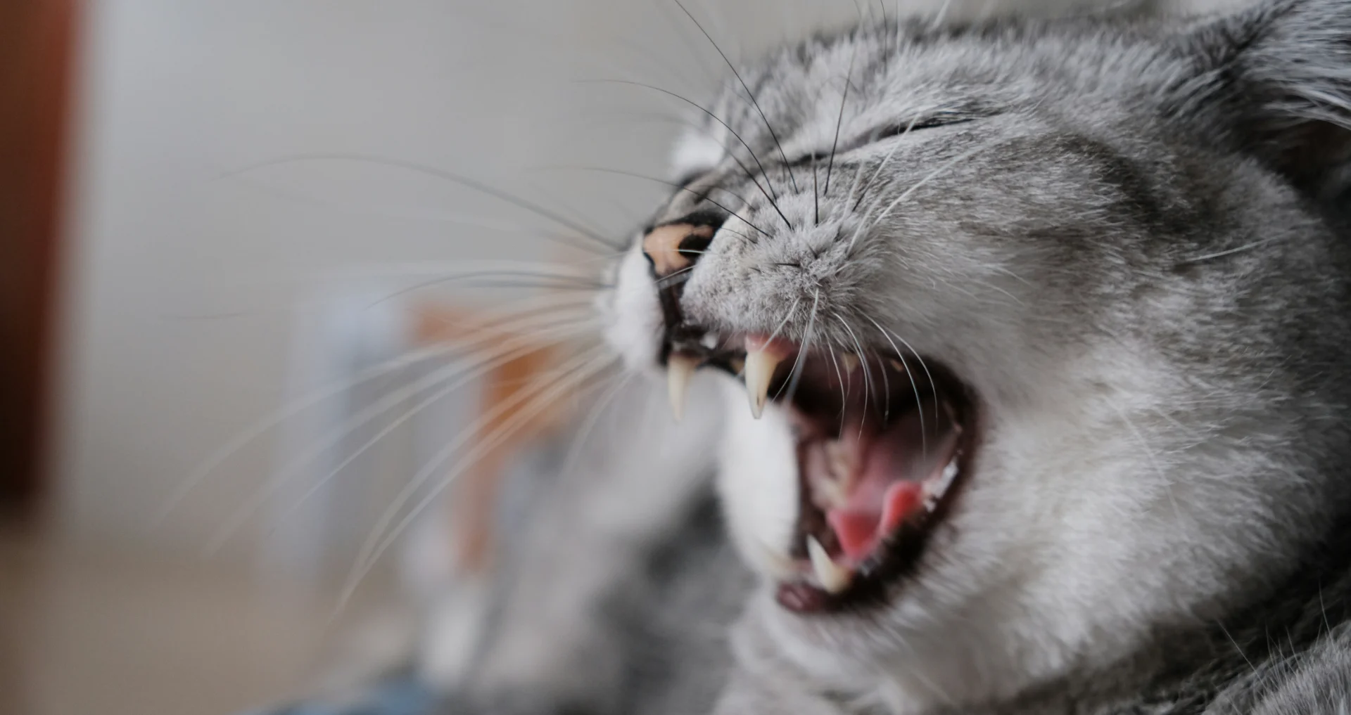 Kat met open bek toont tandenproblemen en mondgezondheid.