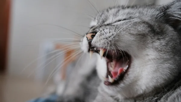 Kat met open bek toont tandenproblemen en mondgezondheid.