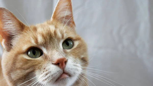 Rustige kat met gesloten bek en gezonde snoet, passend bij gebitsverzorging en het voorkomen van gebitsproblemen bij katten.