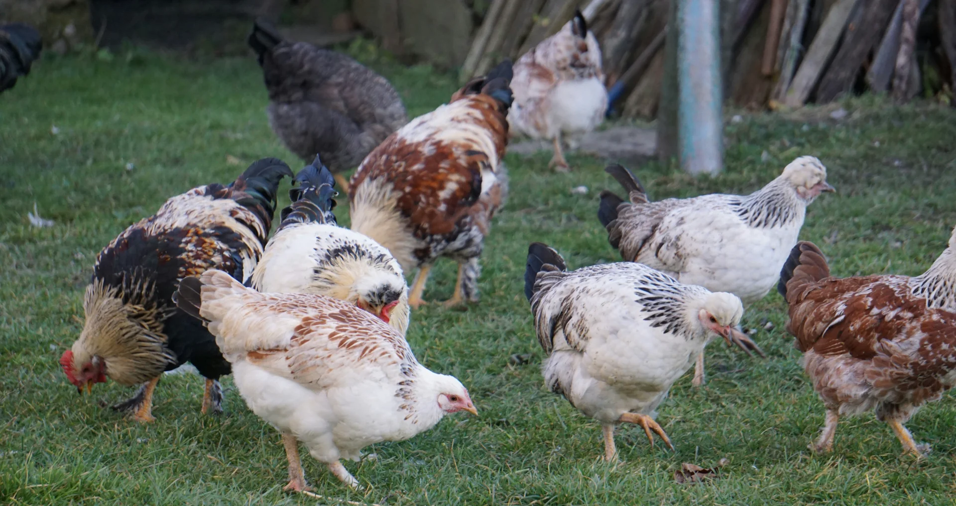 Kippenhok met kippen pickend op grasveld.
