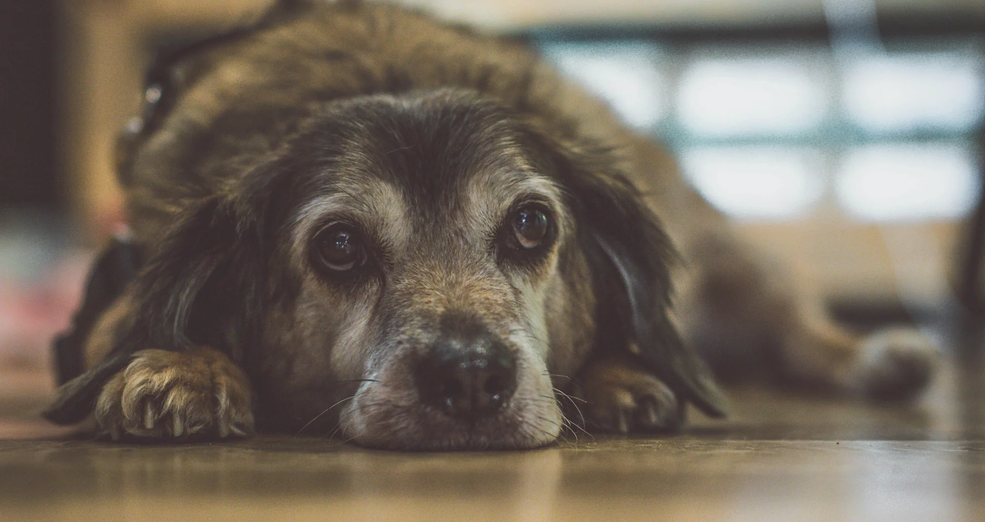 Oudere bruine en zwarte langharige hond in close-up