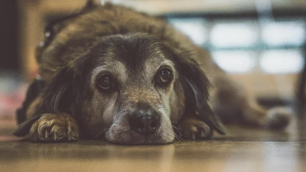 Oudere bruine en zwarte langharige hond in close-up