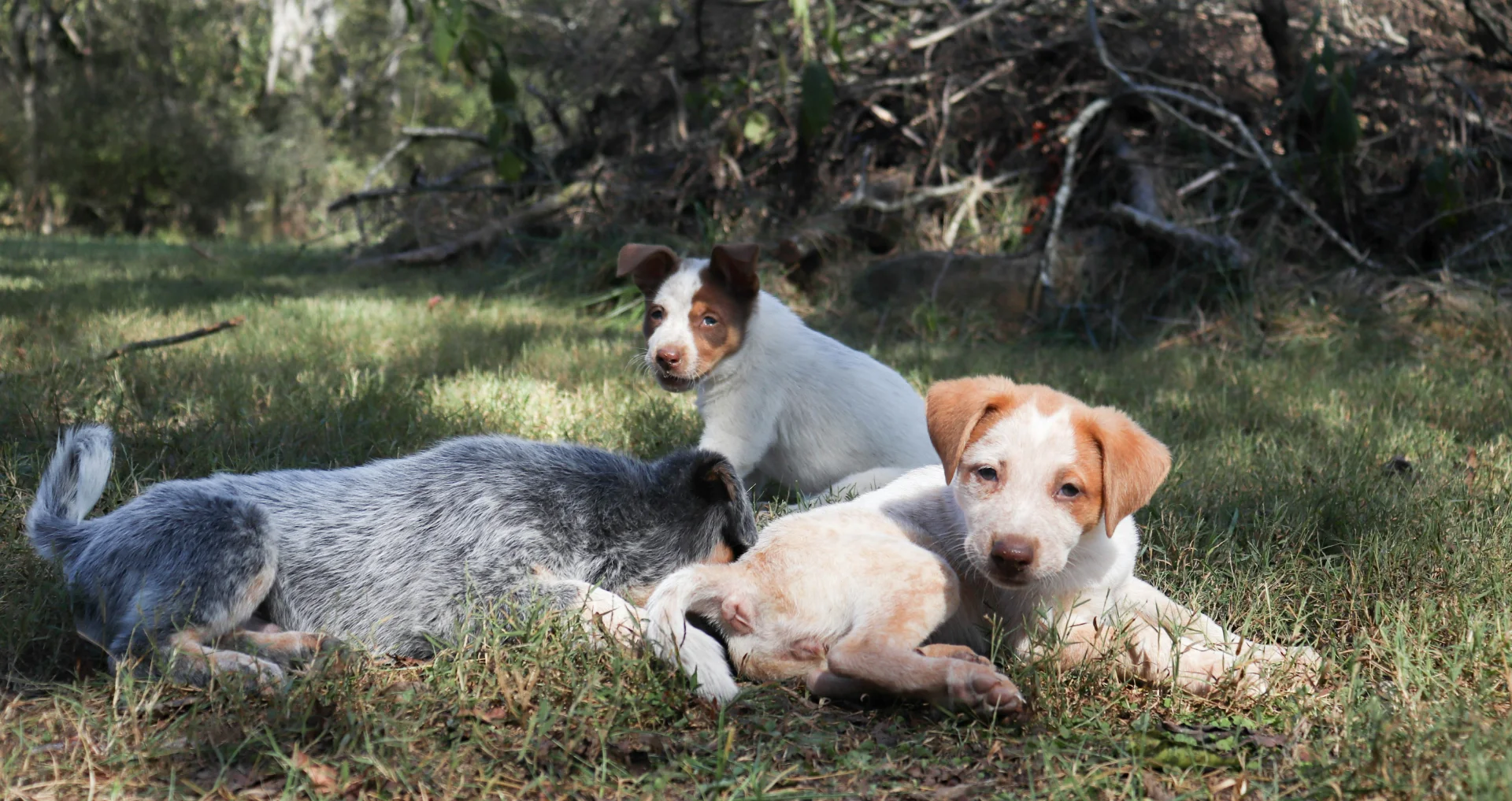 Drie jonge hondjes rustend op gras buiten in zonlicht.