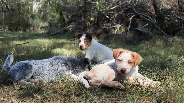 Drie jonge hondjes rustend op gras buiten in zonlicht.