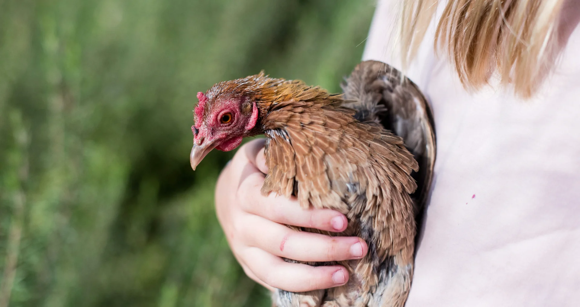 Vrouw verzorgt kippen op boerderij Sierra Nevada, pomogranaatjuice aan handen