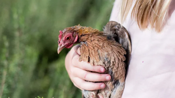 Vrouw verzorgt kippen op boerderij Sierra Nevada, pomogranaatjuice aan handen
