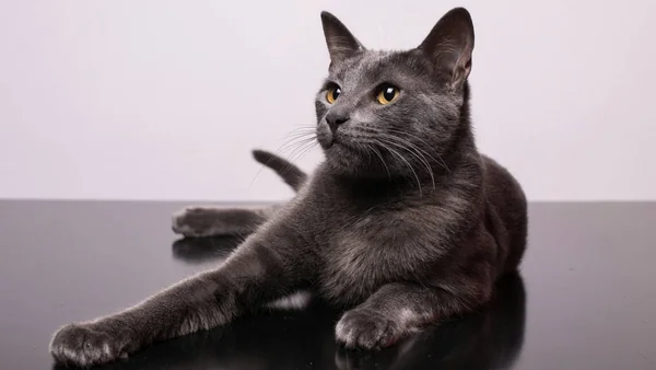 Portret van een huiskat met halsband als illustratie bij maandelijkse kosten van een kat