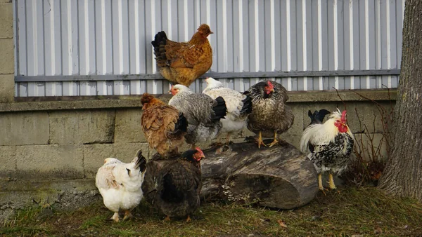 Groep kippen op een verhoogde zitplek in de tuin, geschikt voor rust en verrijking
