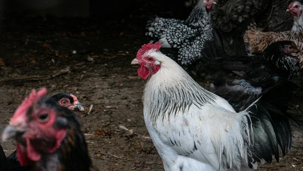 Groep kippen met haan in een wei of kippenren.