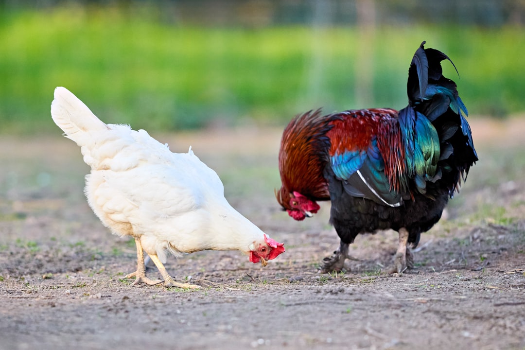 Kleurige haan naast een witte kip op een boerderij