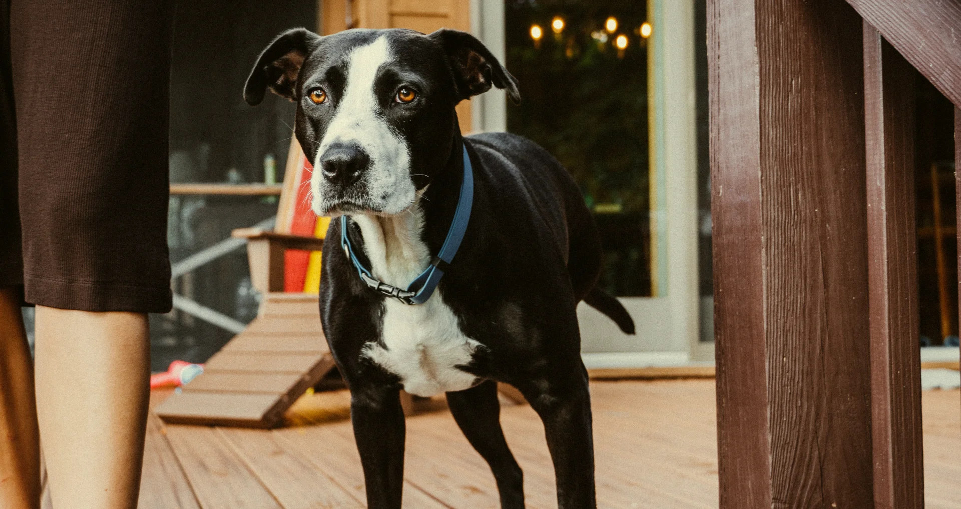 Hond staat op veranda, bouwt langzaam vertrouwen op na herplaatsing