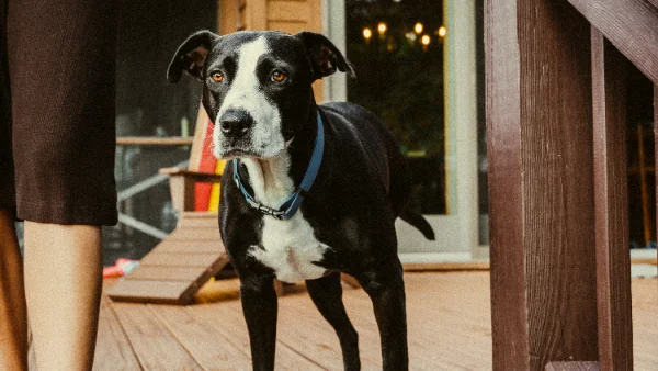 Hond staat op veranda, bouwt langzaam vertrouwen op na herplaatsing