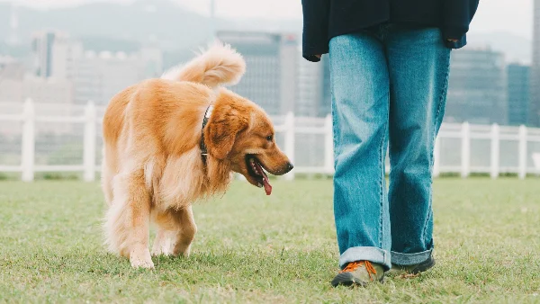 hond komt enthousiast terug naar eigenaar buiten op commando