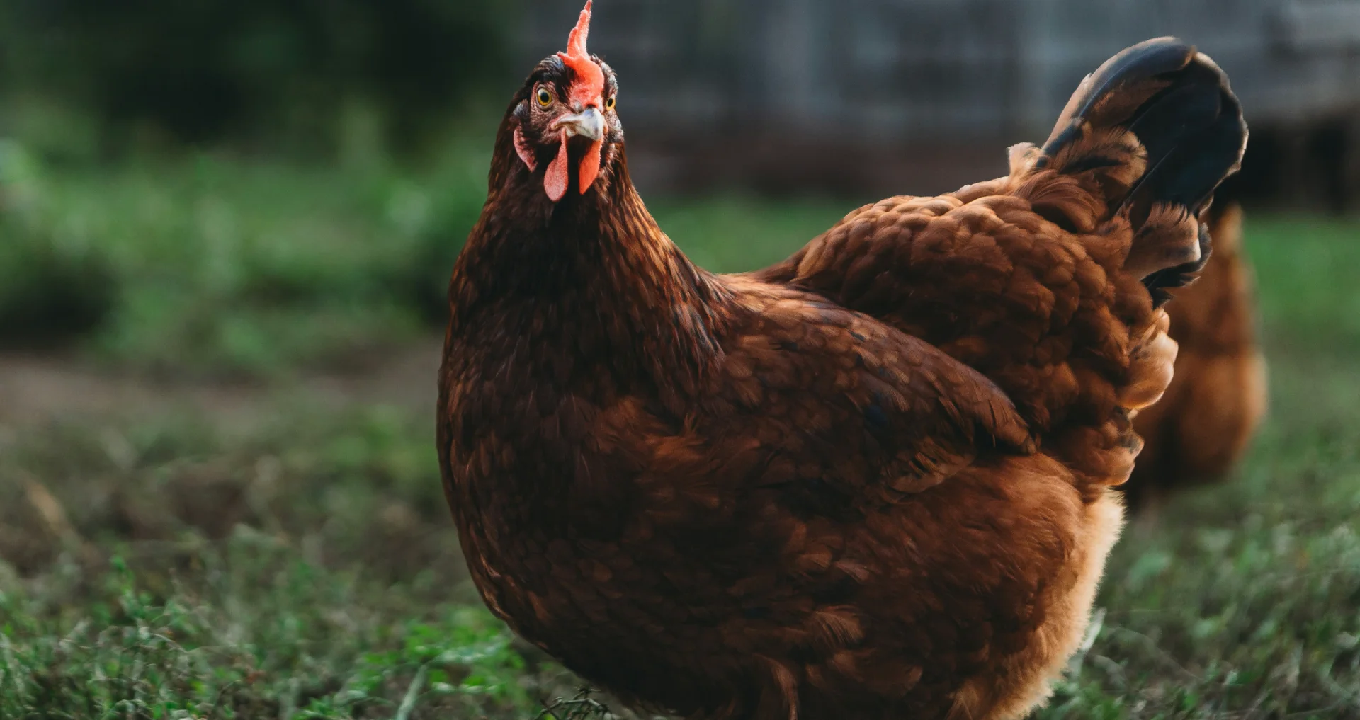 Oudere bruine kip in groen weiland, vogelportret.