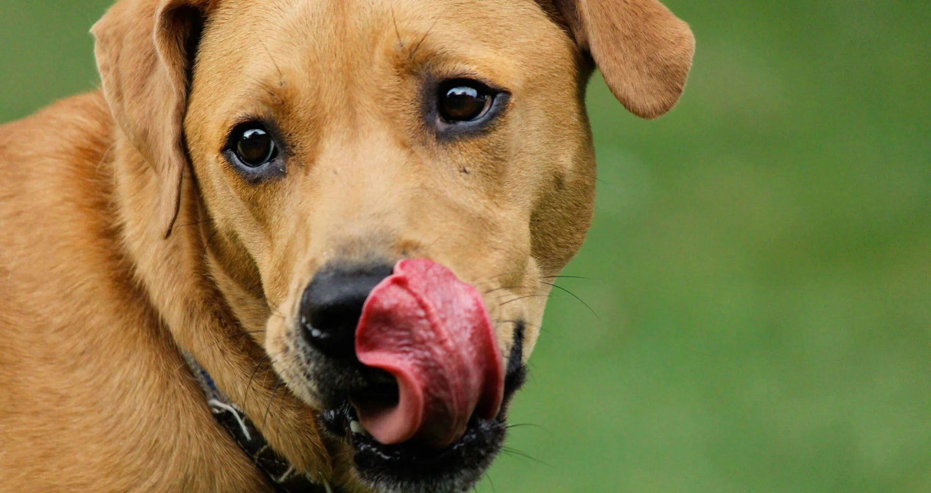 Rode Labrador retriever met voedselallergische symptomen zichtbaar in gezicht.