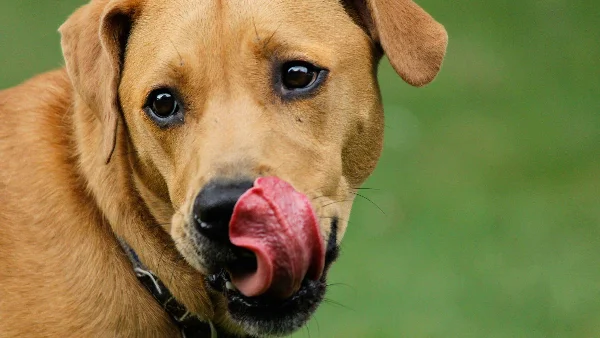 Rode Labrador retriever met voedselallergische symptomen zichtbaar in gezicht.