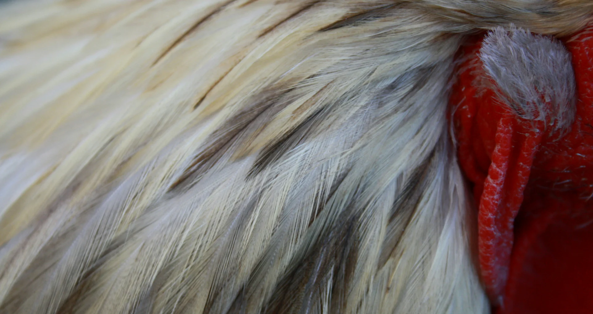 Rood-witte kip met mogelijk kouproblemen aan kop en nek.
