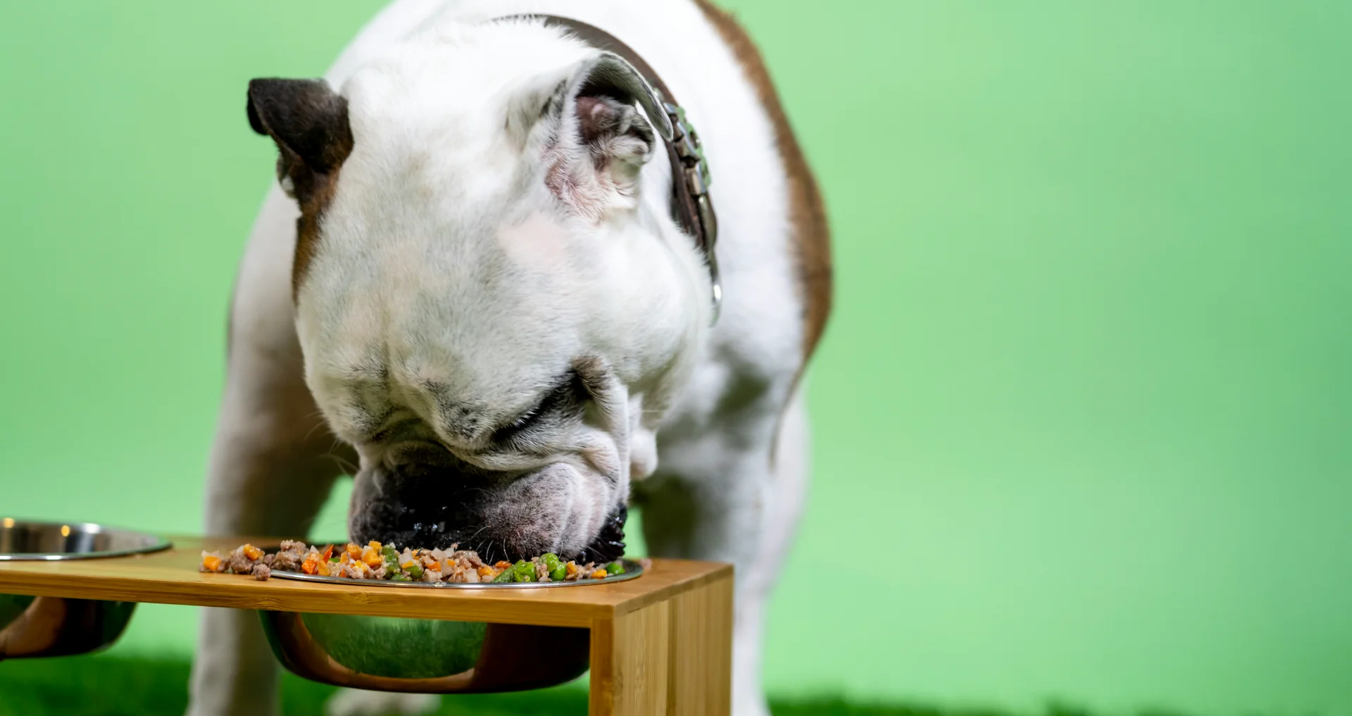 Bulldog eet voedsel uit een kom, gezond hondenvoer.