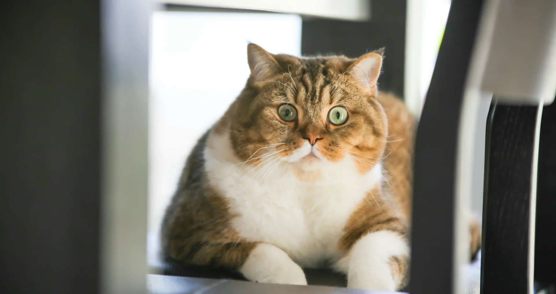 Bruine en witte dikke gestreepte kat op witte tafel zittend