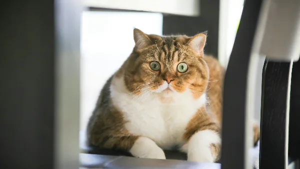 Bruine en witte dikke gestreepte kat op witte tafel zittend.