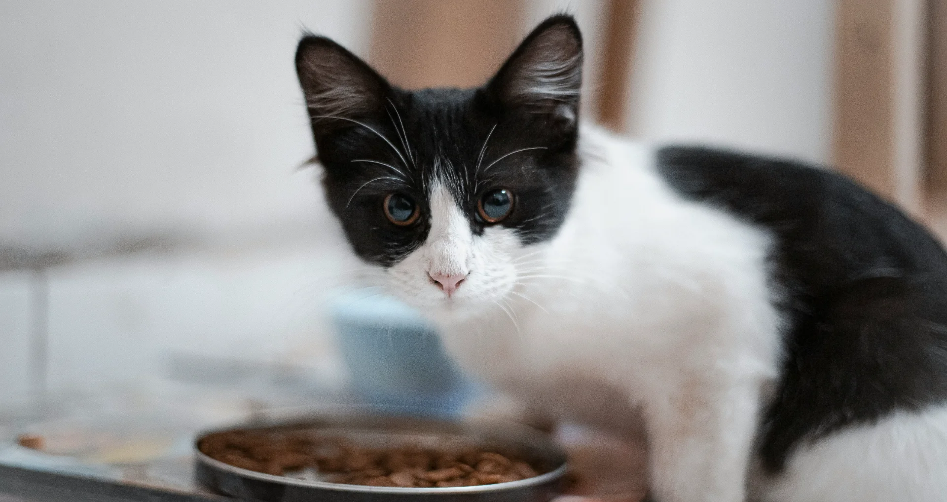Zwart-witte kat eet voedsel uit een voerbak
