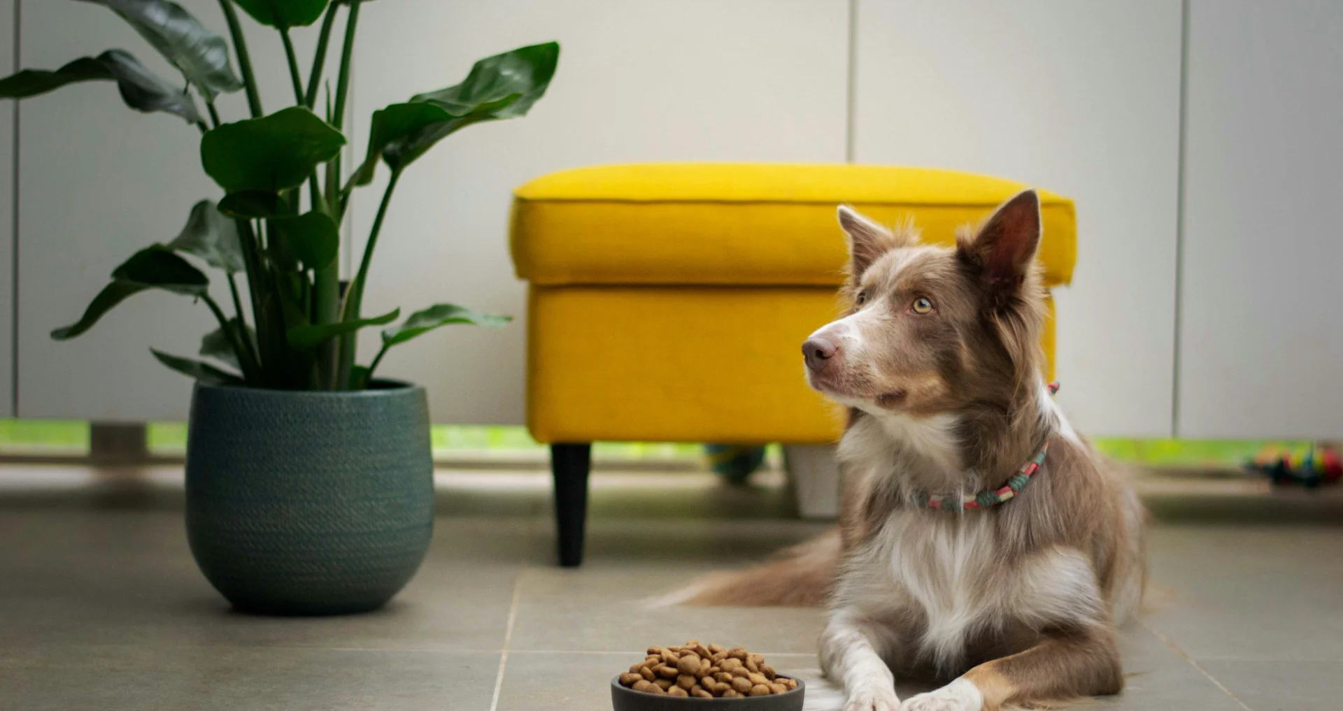 Hond eet langzaam uit voerbak met nieuw hondenvoer.