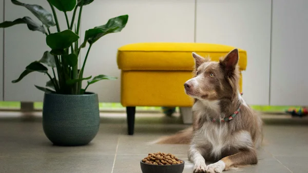 Hond eet langzaam uit voerbak met nieuw hondenvoer.