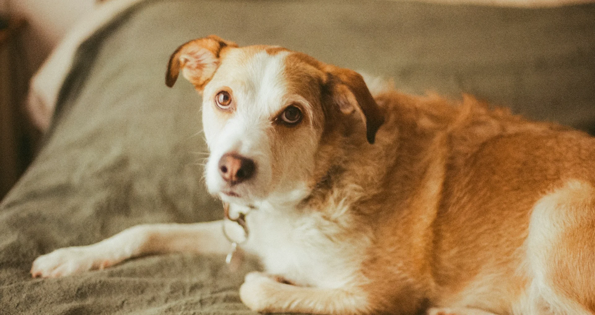 Bruin-witte hond liggend op een bed