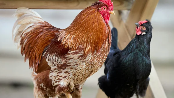 Bruine haan en zwarte kip op houten balken in kippenren.