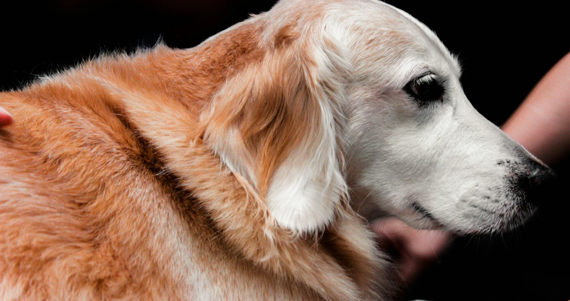 Bruine hond waarvan de ribben gevoeld worden tijdens onderzoek.
