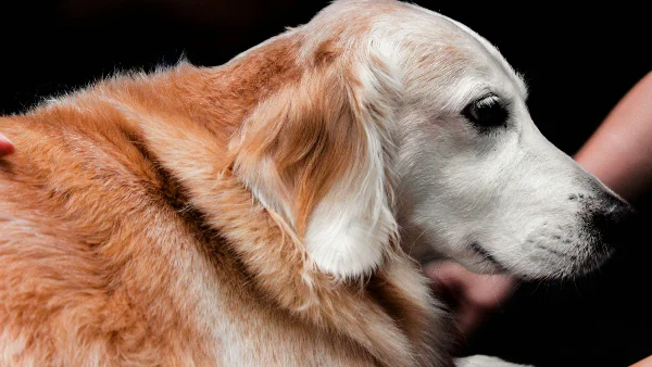 Bruine hond waarvan de ribben gevoeld worden tijdens onderzoek.