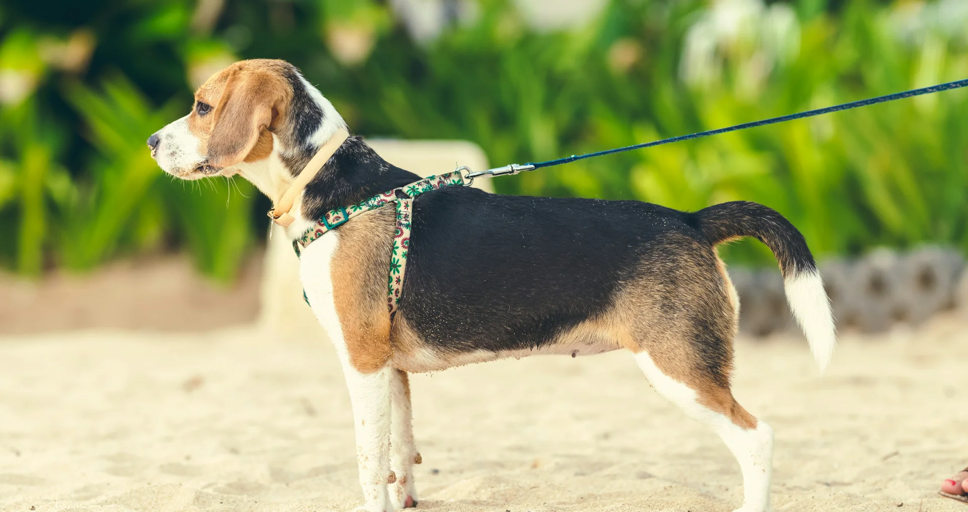 Zwart-bruine hond van voren fotografeerd voor gewichtsbeoordeling.