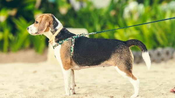Zwart-bruine hond van voren fotografeerd voor gewichtsbeoordeling.