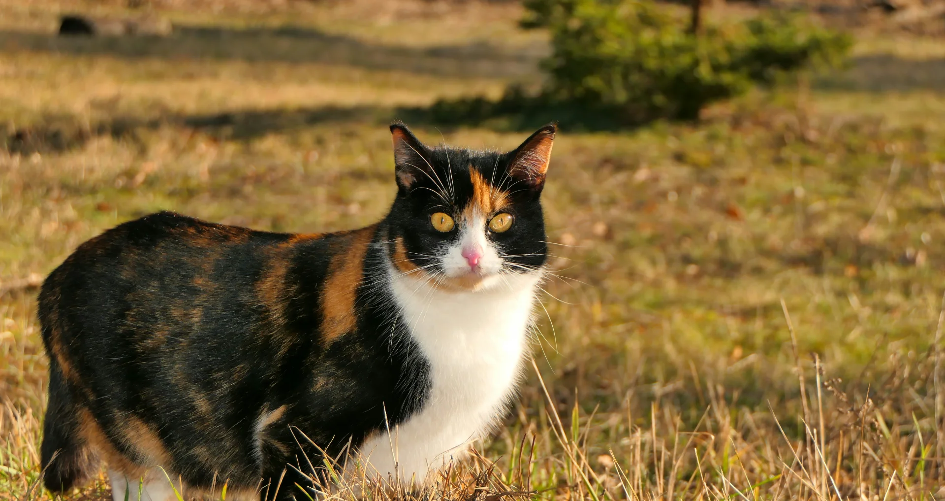 Kat zittend op gras, gezondheid en gewicht kunnen worden beoordeeld.