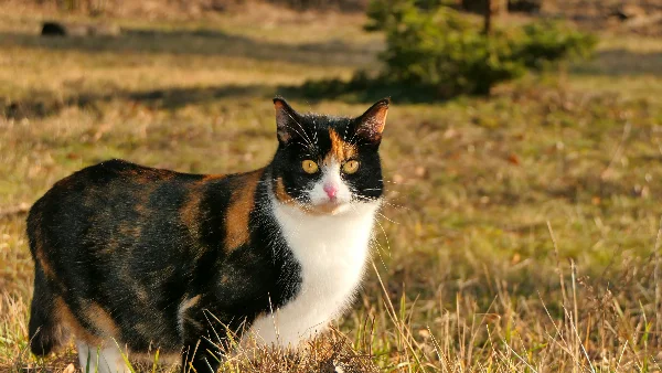 Kat zittend op gras, gezondheid en gewicht kunnen worden beoordeeld.